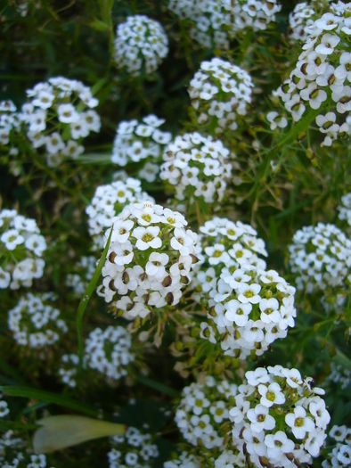 sweet alyssum